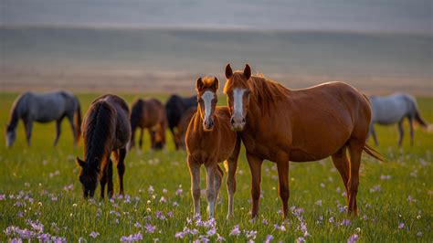 马|Horse